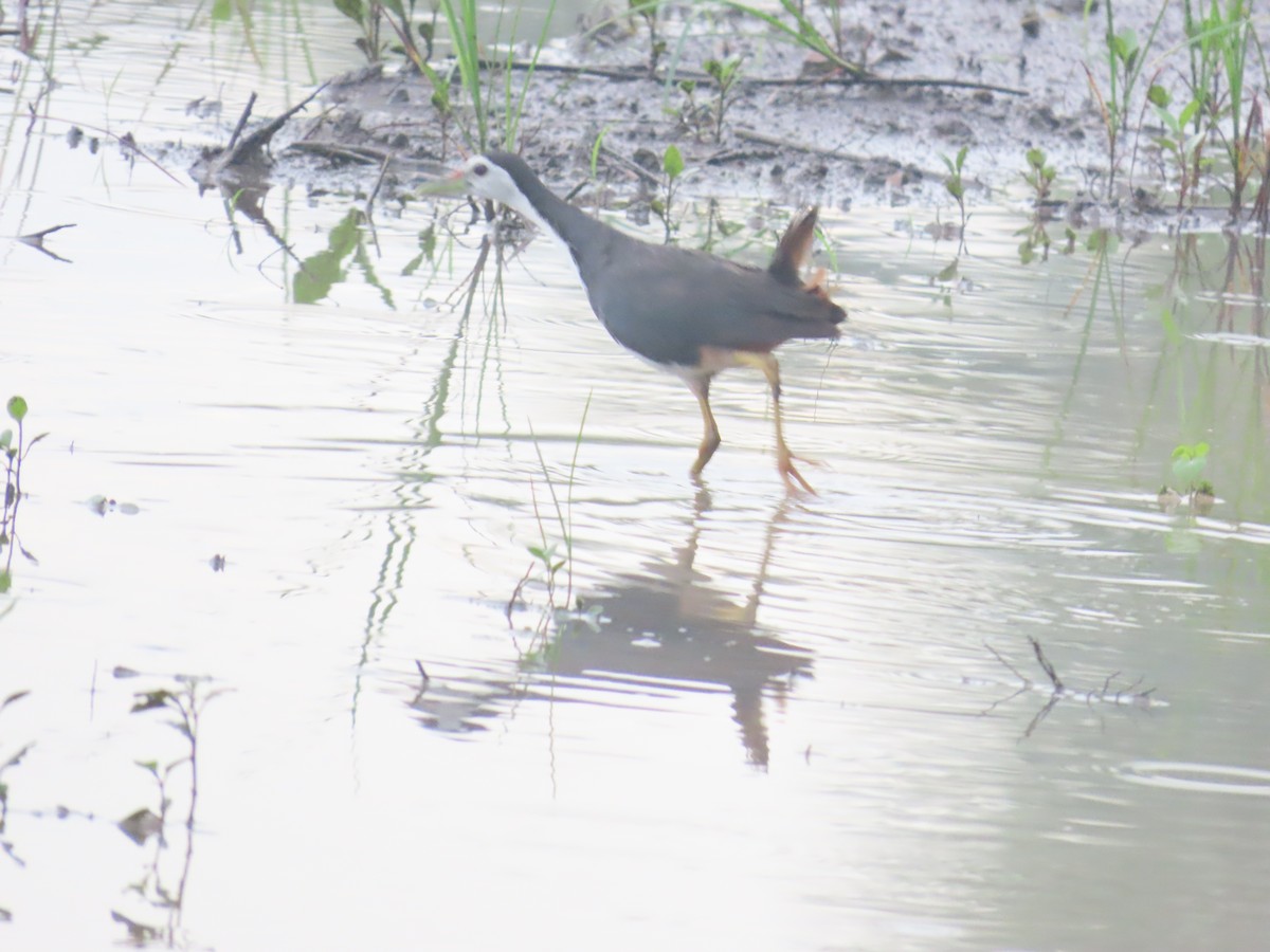 White-breasted Waterhen - ML622060963