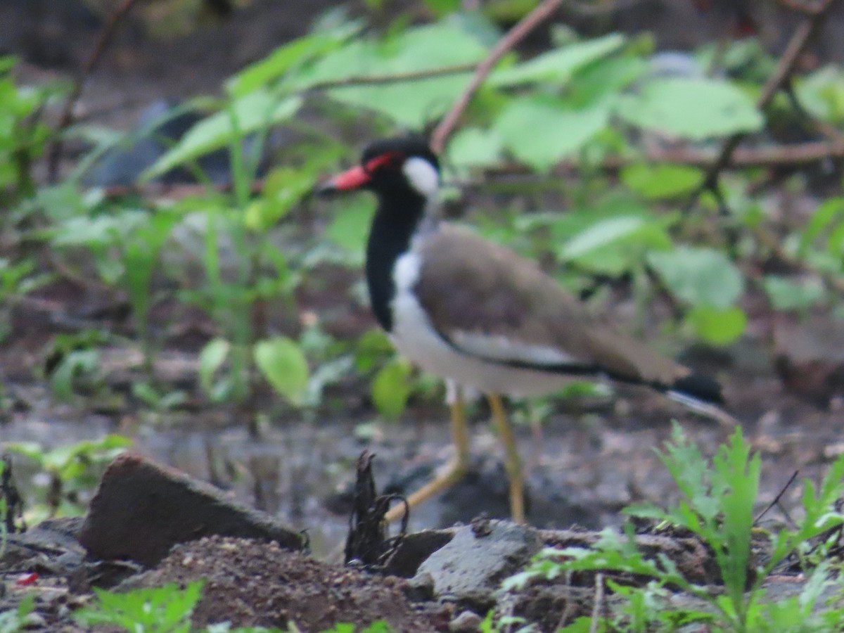 Red-wattled Lapwing - ML622060966