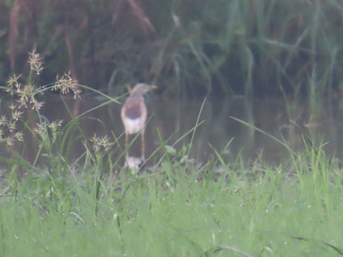 Indian Pond-Heron - ML622060967