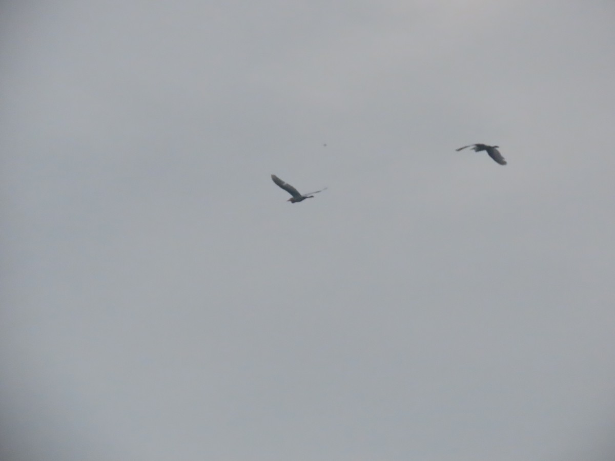 Eastern Cattle Egret - ML622060968