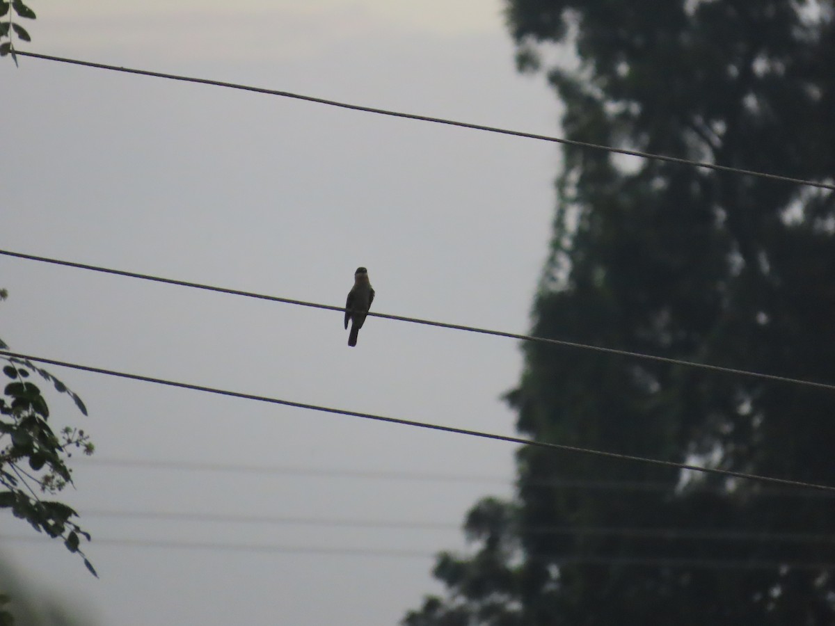 Blue-tailed Bee-eater - ML622060970