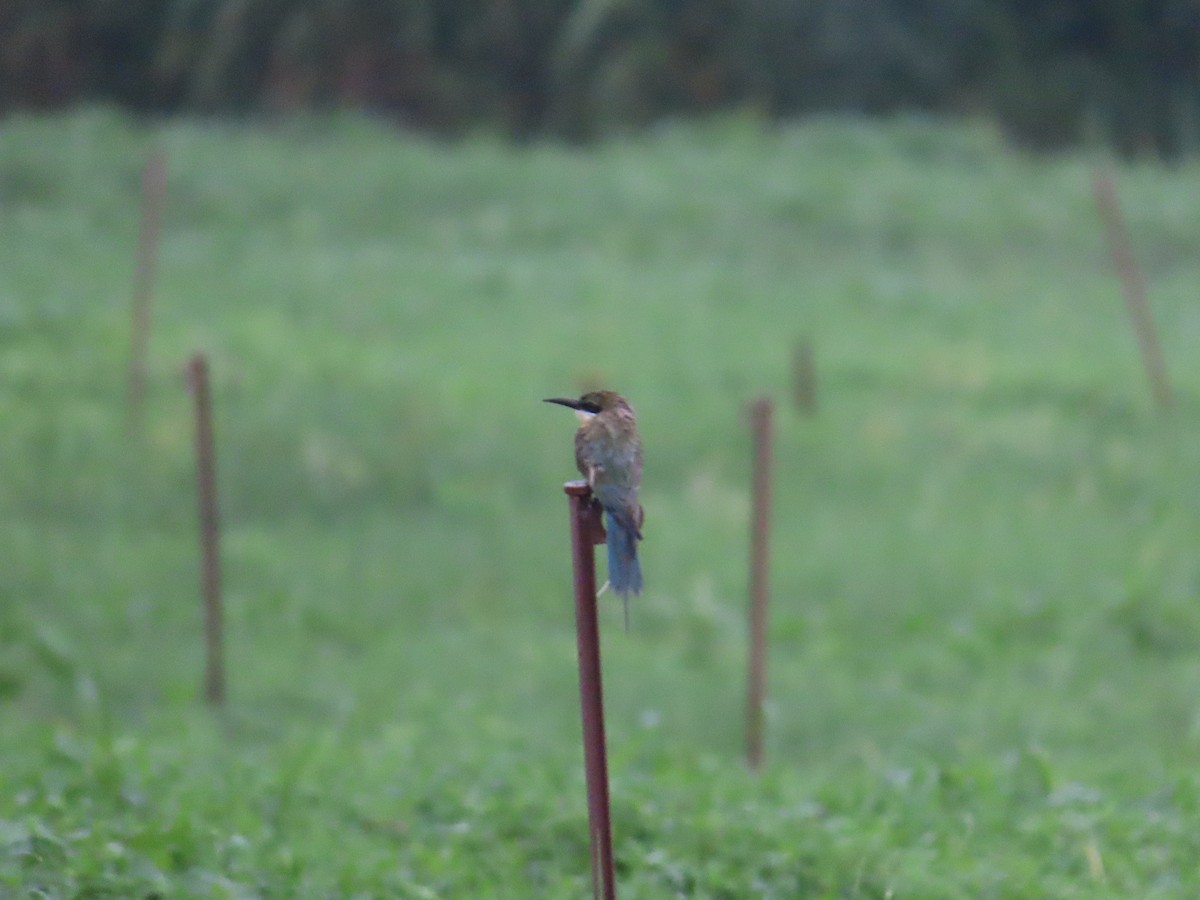 Blue-tailed Bee-eater - ML622060971