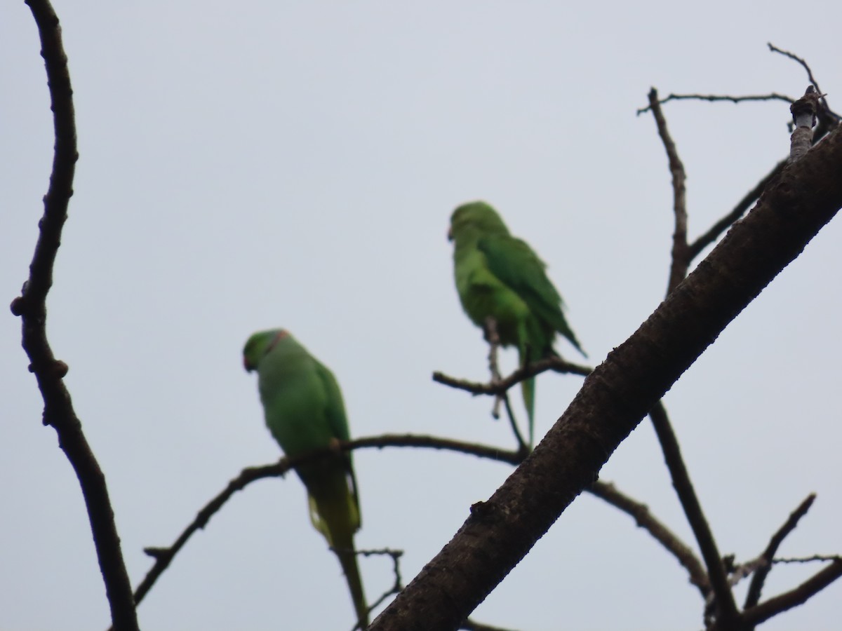 Rose-ringed Parakeet - ML622060972