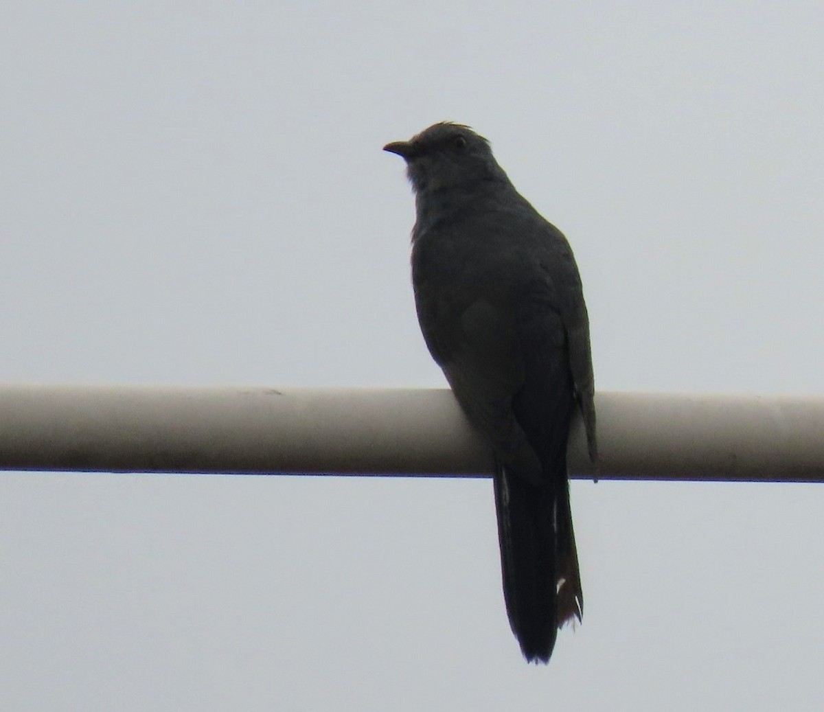 Gray-bellied Cuckoo - ML622060973