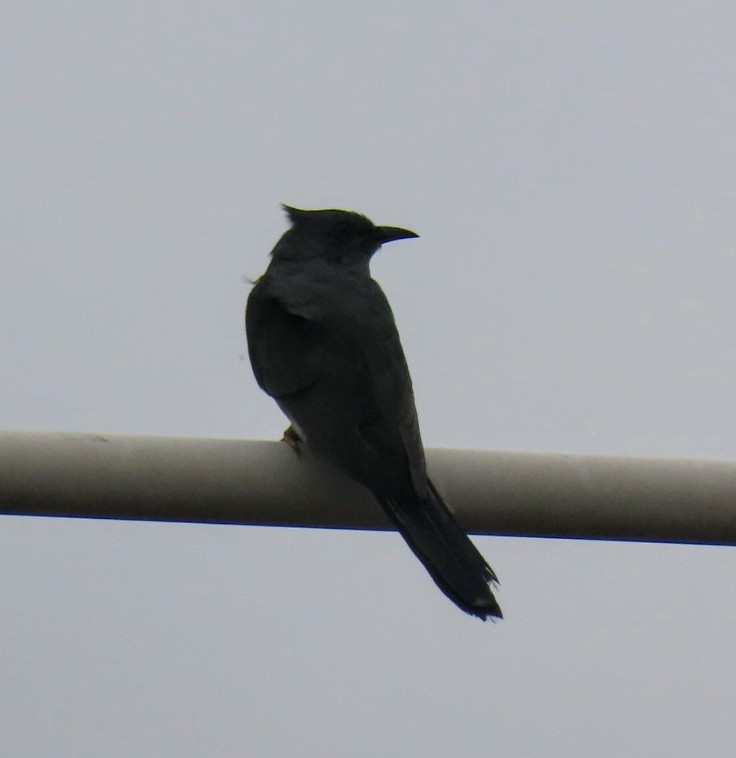 Gray-bellied Cuckoo - ML622060974