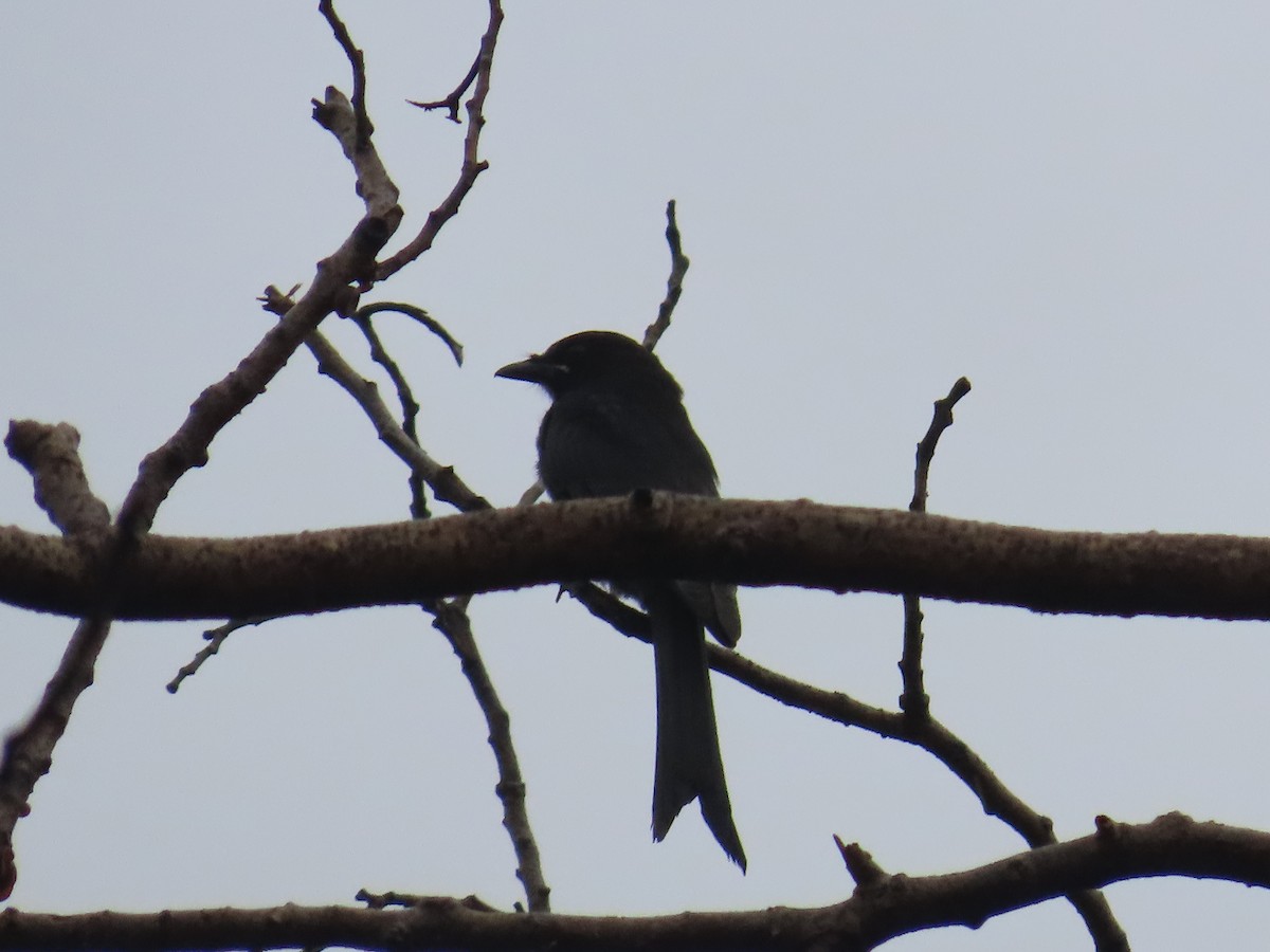 Black Drongo - ML622060975