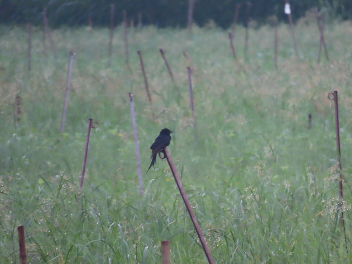 Black Drongo - ML622060977