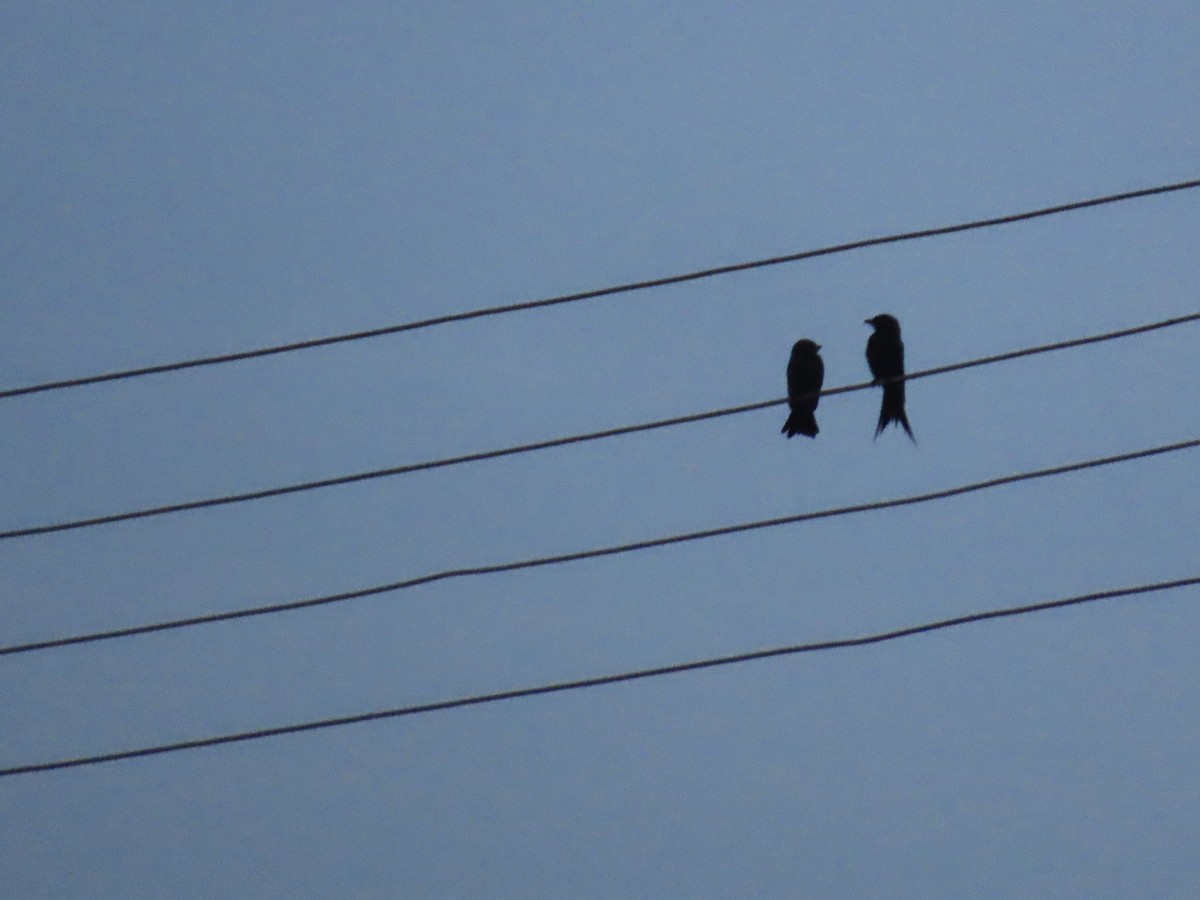 Black Drongo - ML622060978