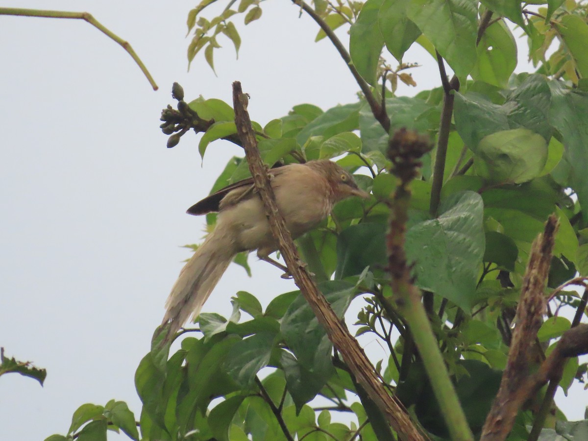 Large Gray Babbler - ML622060980