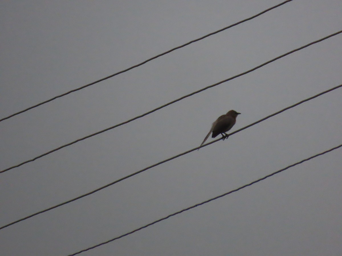 Large Gray Babbler - ML622060984