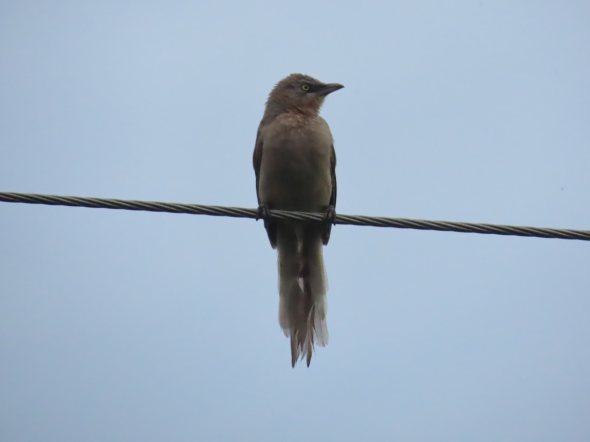 Large Gray Babbler - ML622060985