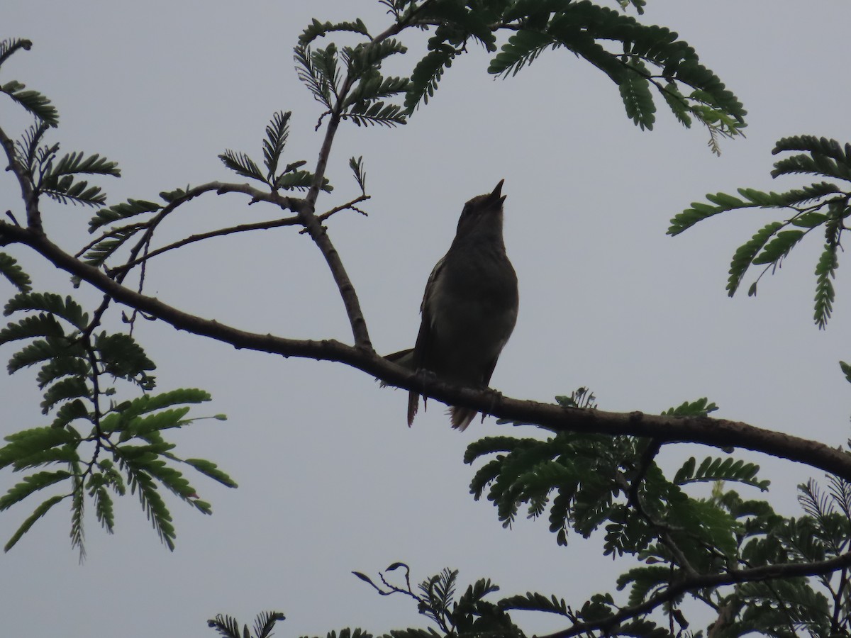 Oriental Magpie-Robin - ML622060988