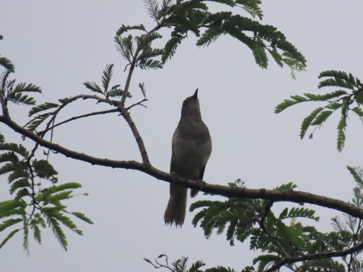 Oriental Magpie-Robin - ML622060989