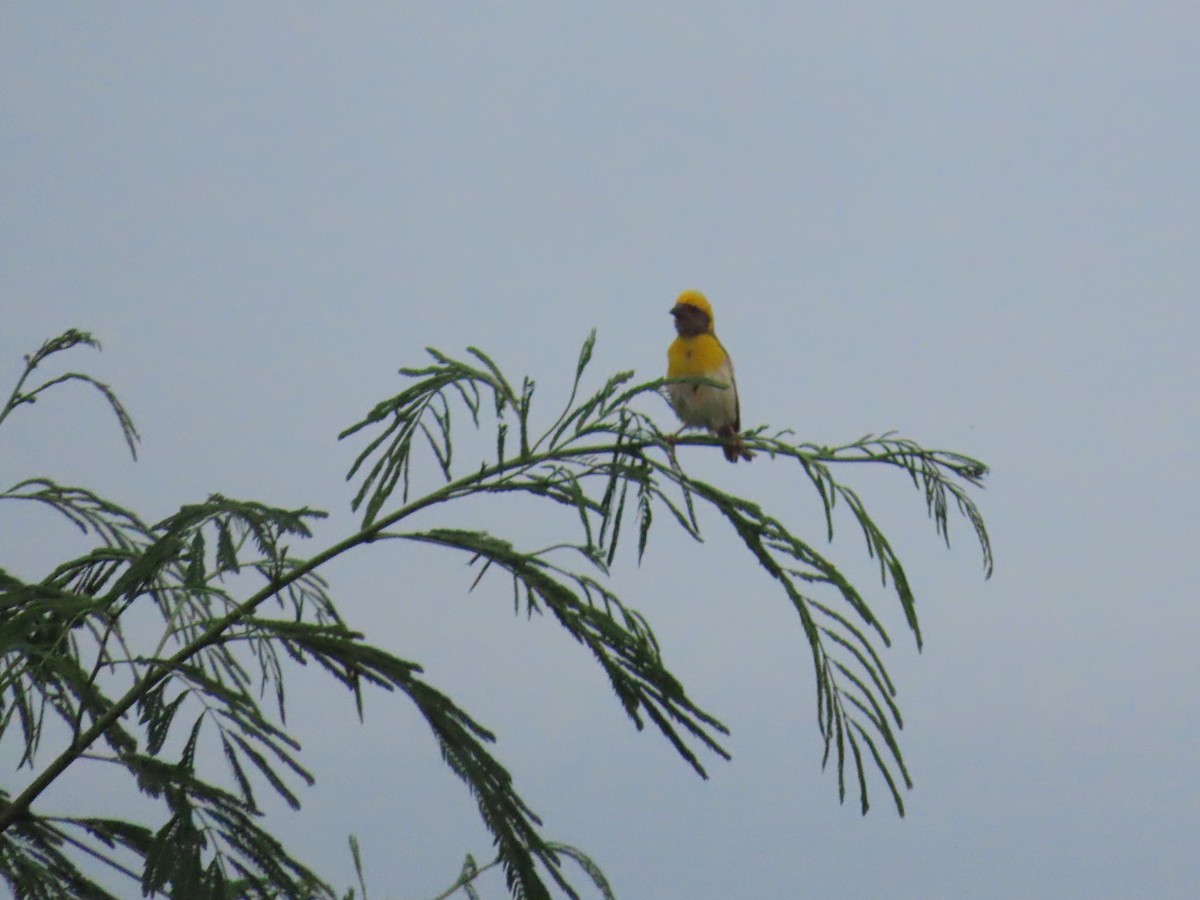 Baya Weaver - ML622060990