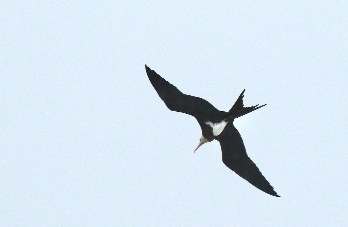 Lesser Frigatebird - ML622060995