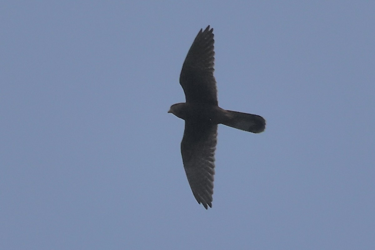 Spotted Kestrel - ML622060999