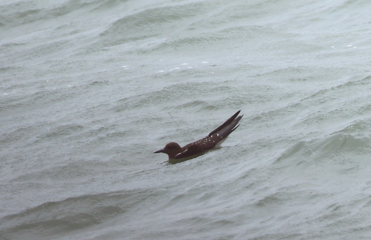 Sooty Tern - ML622061025