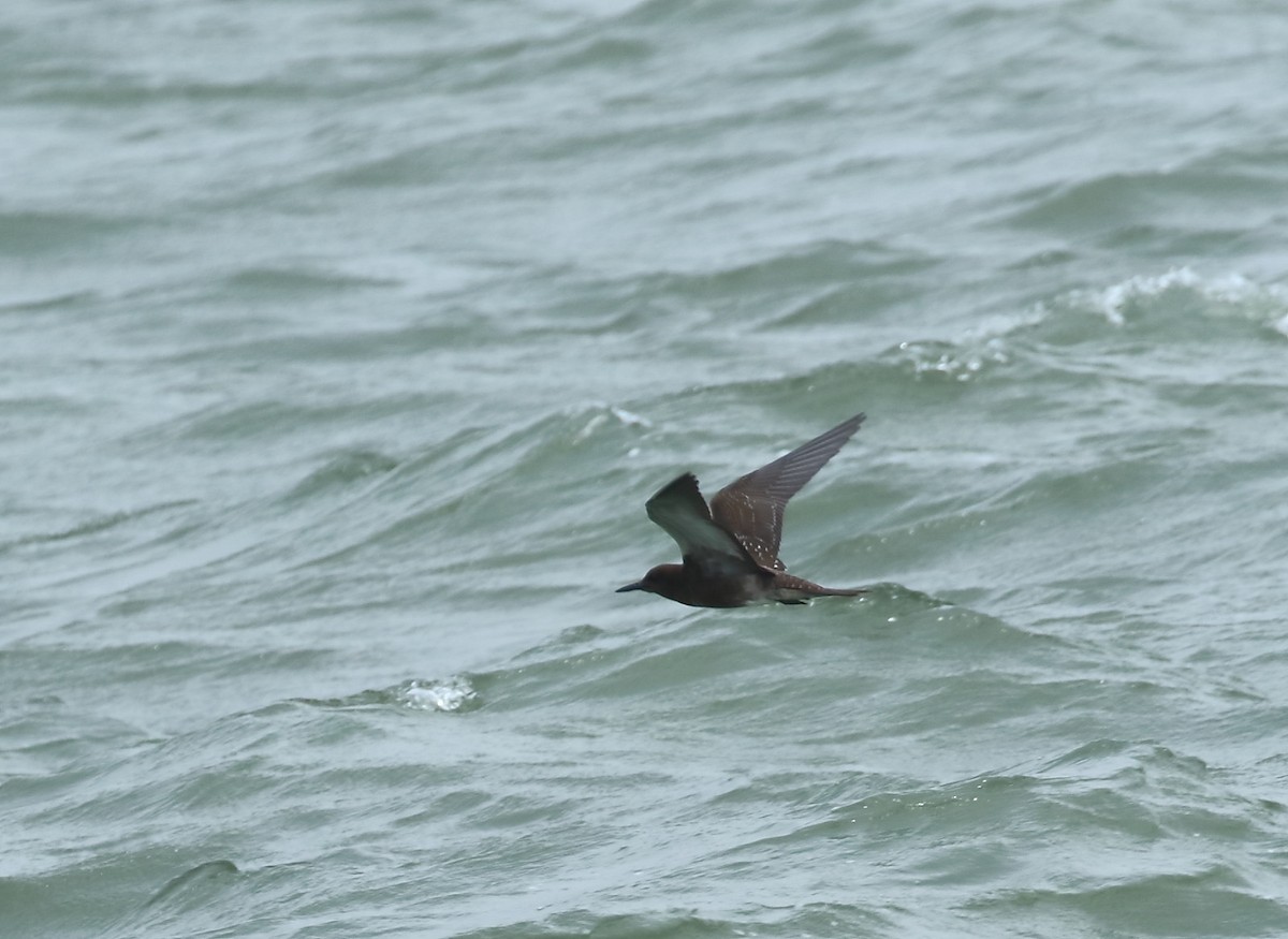 Sooty Tern - ML622061027