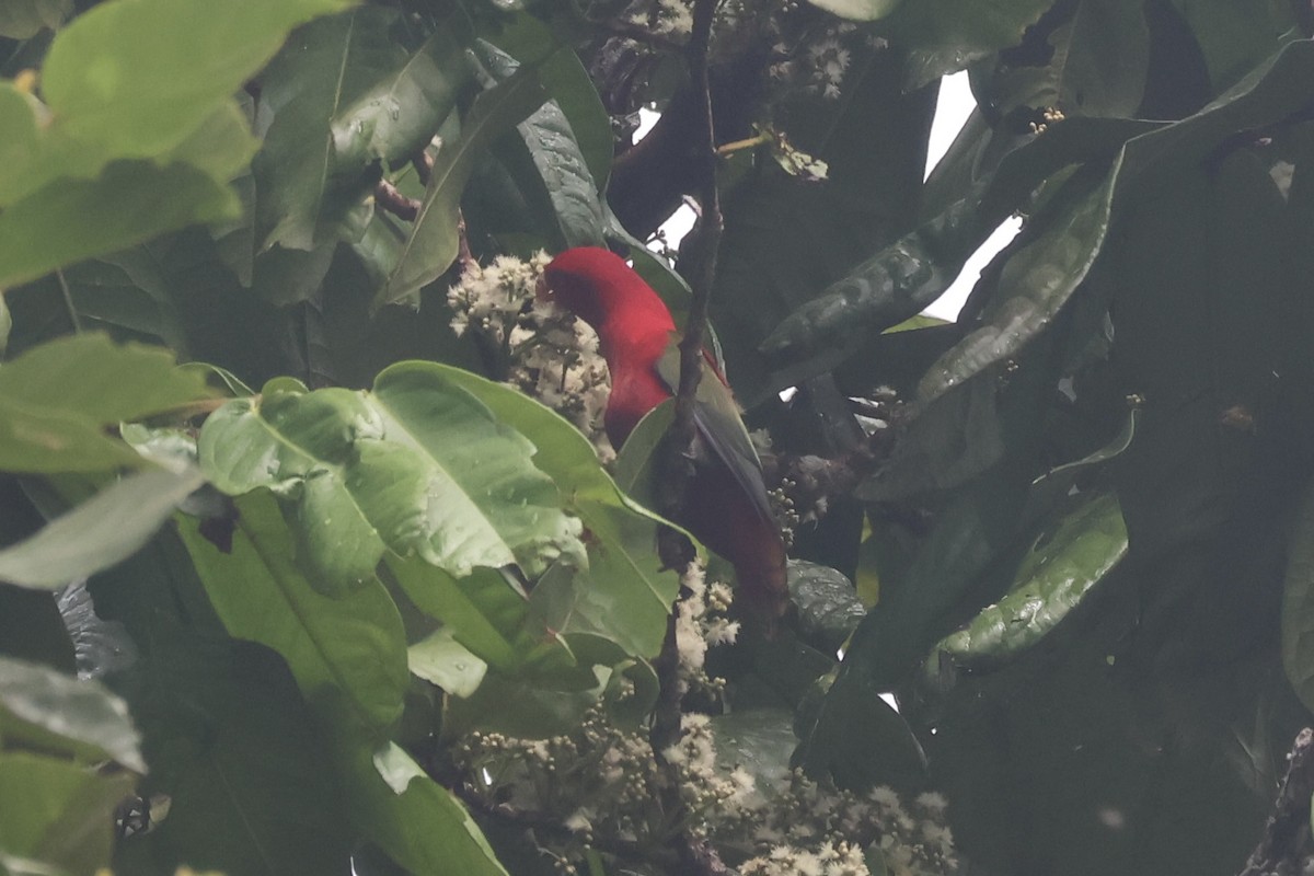 Chattering Lory - ML622061056