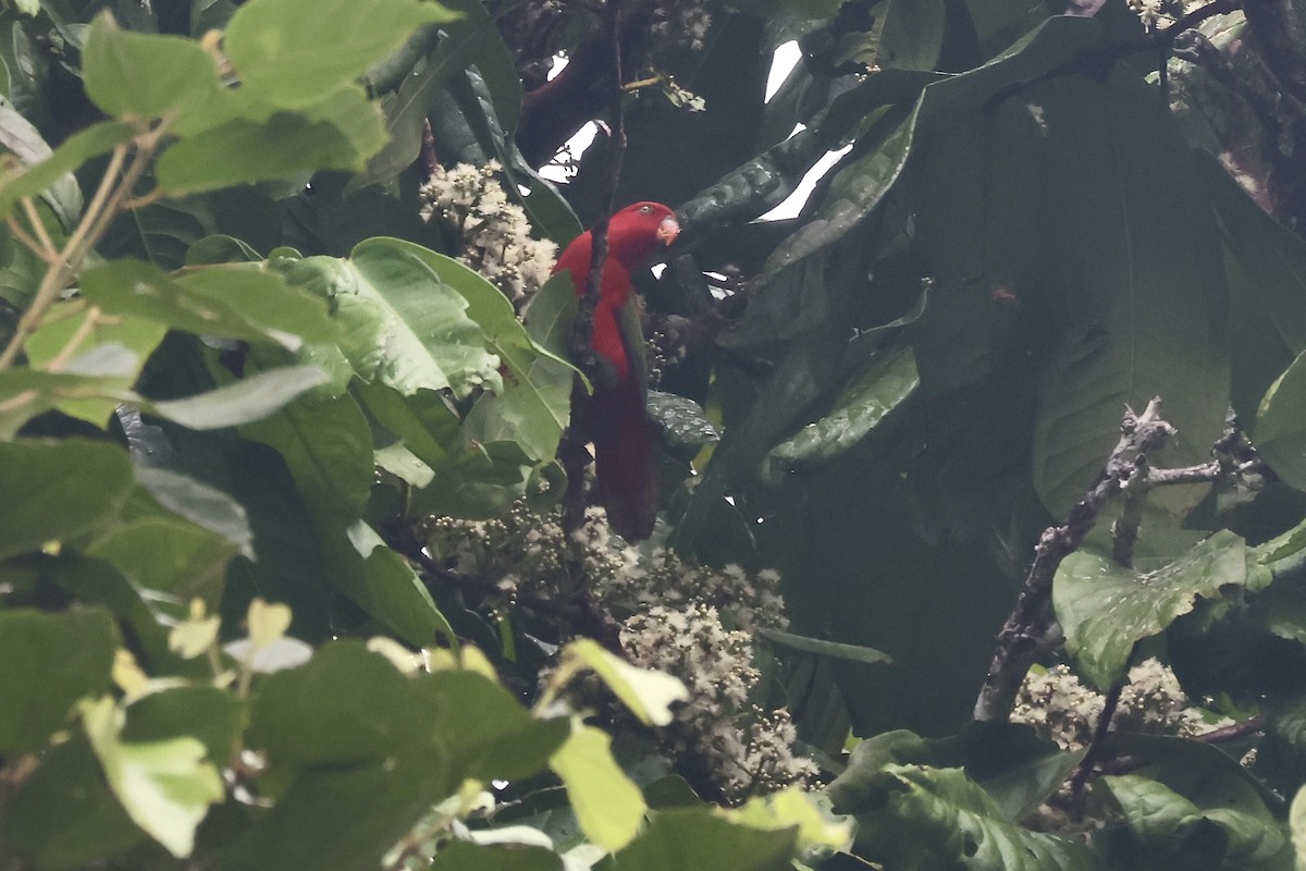 Chattering Lory - ML622061057