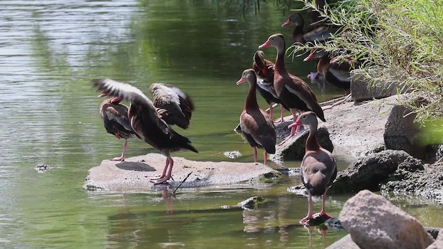 Black-bellied Whistling-Duck - ML622061072