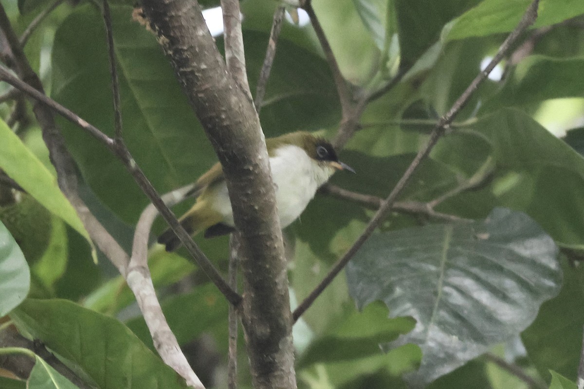 Cream-throated White-eye (Halmahera) - ML622061087