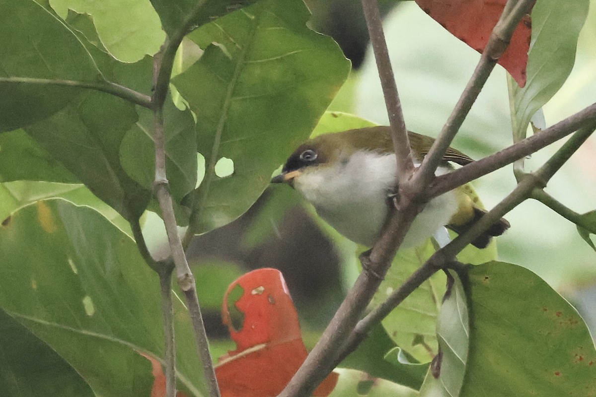 Cream-throated White-eye (Halmahera) - ML622061089