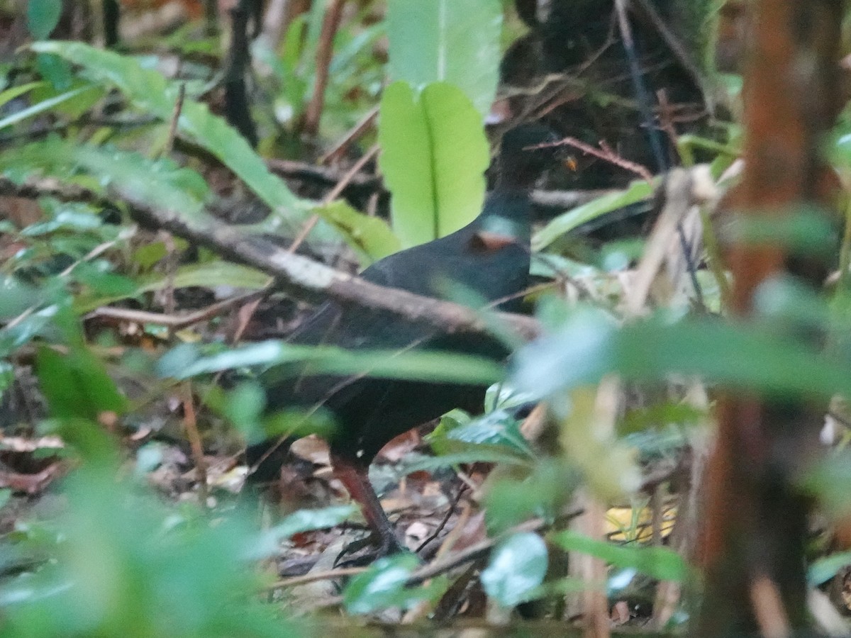 Biak Megapode - ML622061091