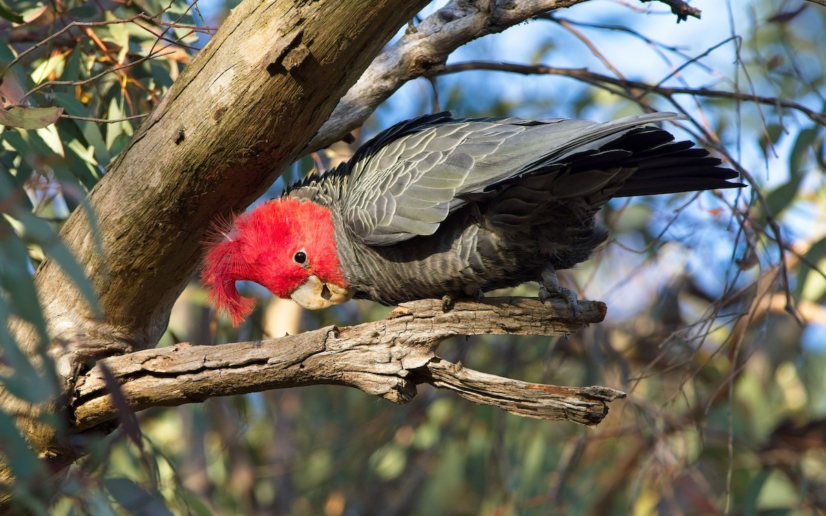 Gang-gang Cockatoo - ML622061106