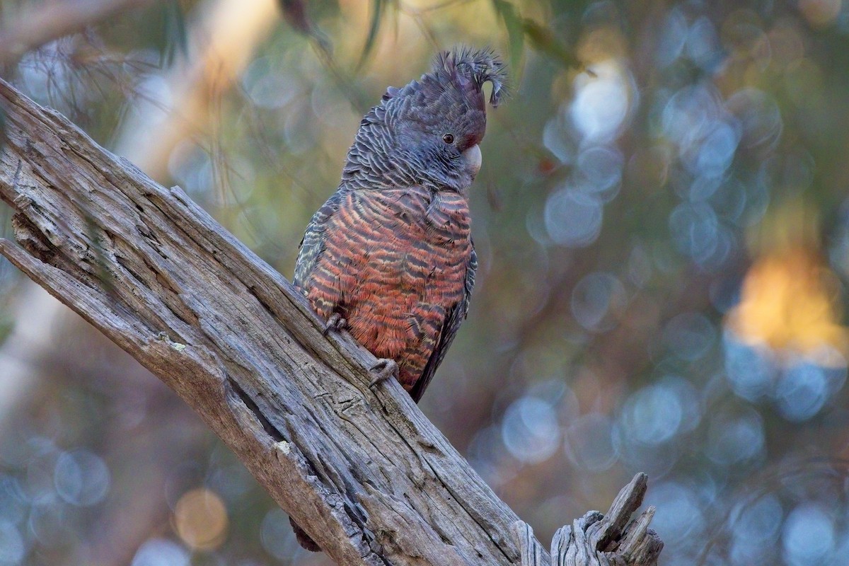 Gang-gang Cockatoo - ML622061107