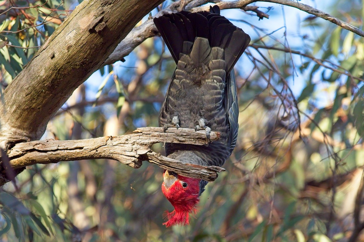 Gang-gang Cockatoo - ML622061108