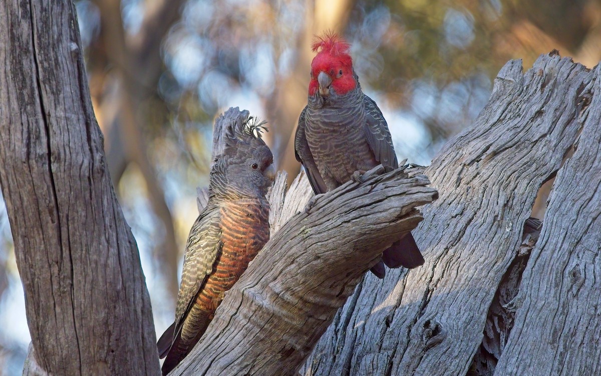 Gang-gang Cockatoo - ML622061109