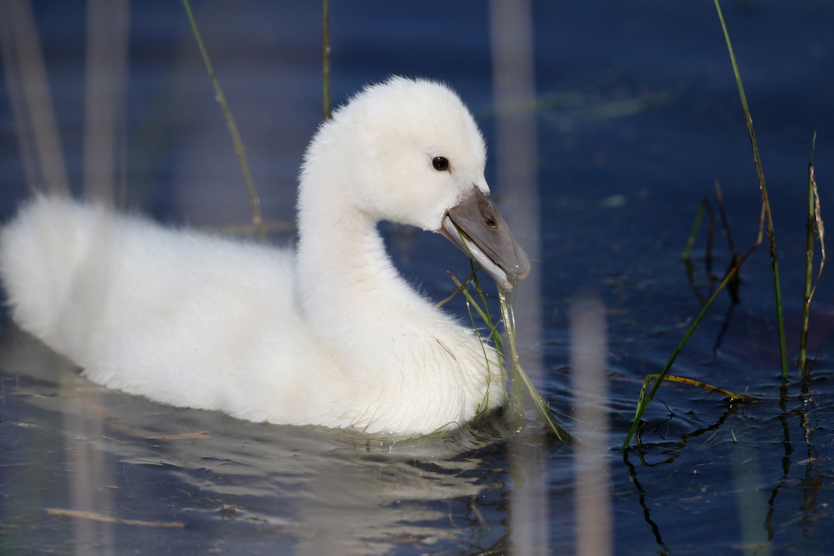 Cygne tuberculé - ML62206111