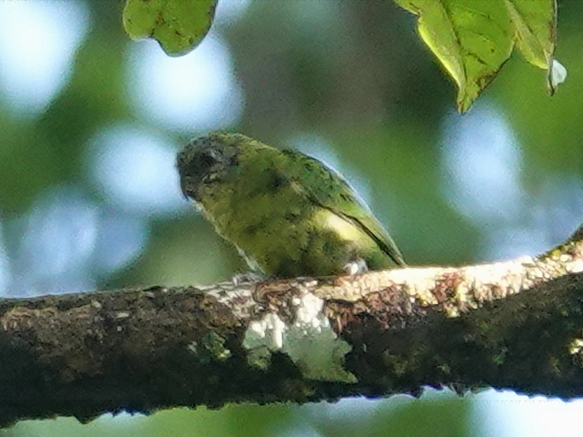 Geelvink Pygmy-Parrot - ML622061117