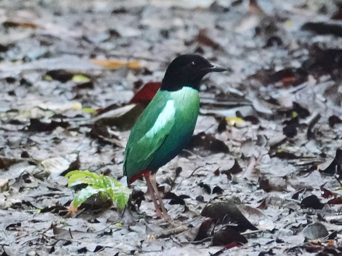 Neuguinea-Kappenpitta (mefoorana) - ML622061180