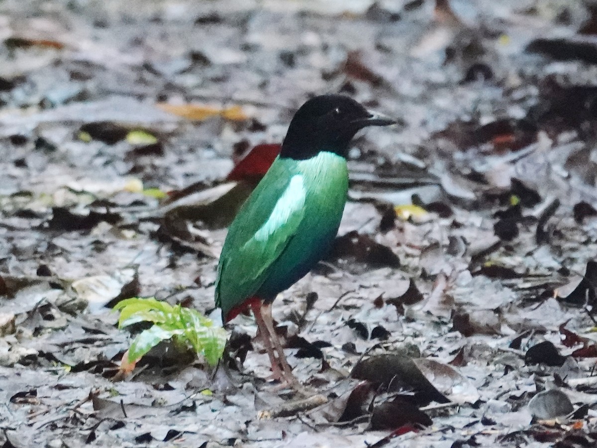 Eastern Hooded Pitta (Numfor) - ML622061180