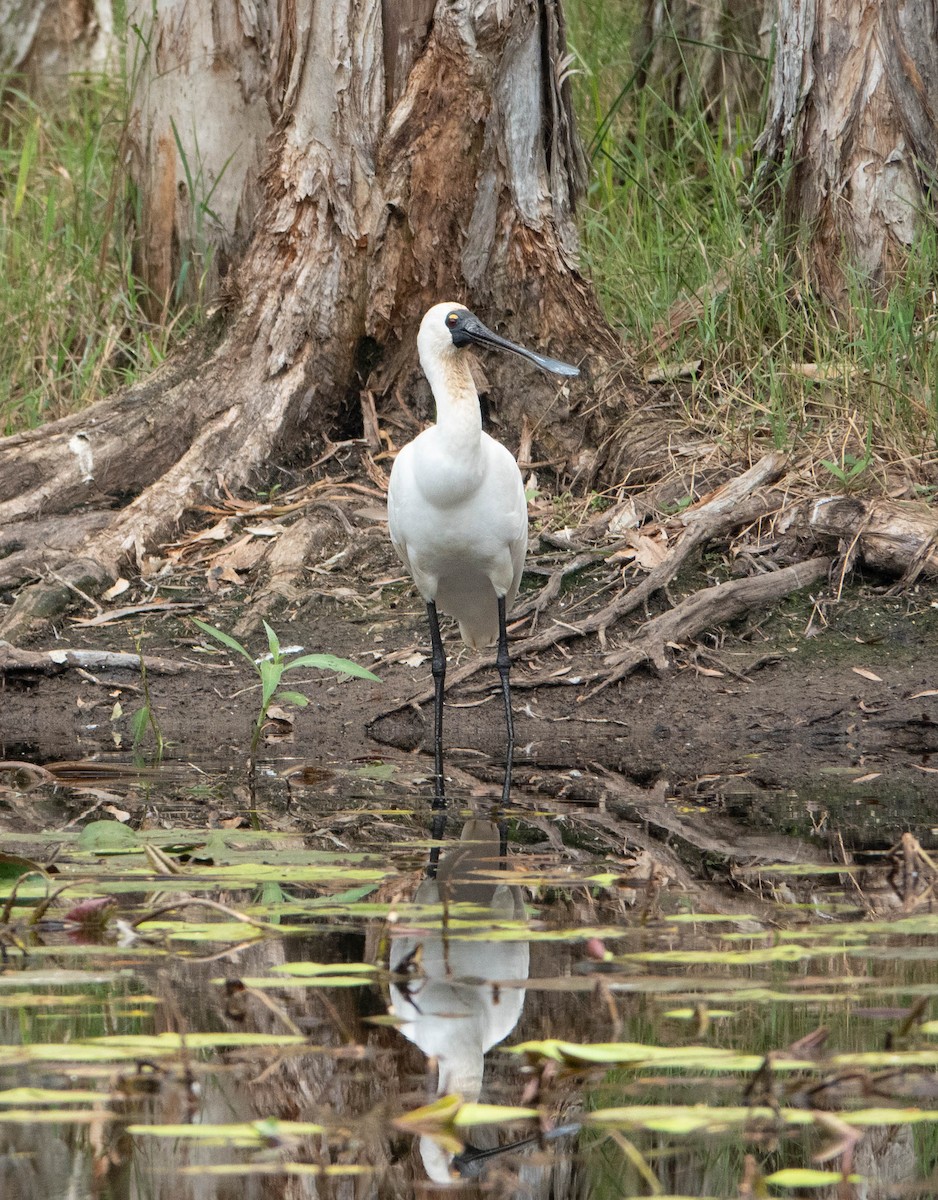 Royal Spoonbill - Chris & Linda Pritchard