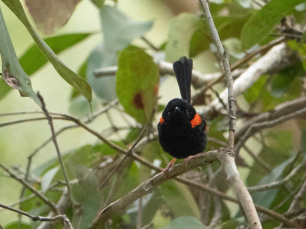 Red-backed Fairywren - Chris & Linda Pritchard