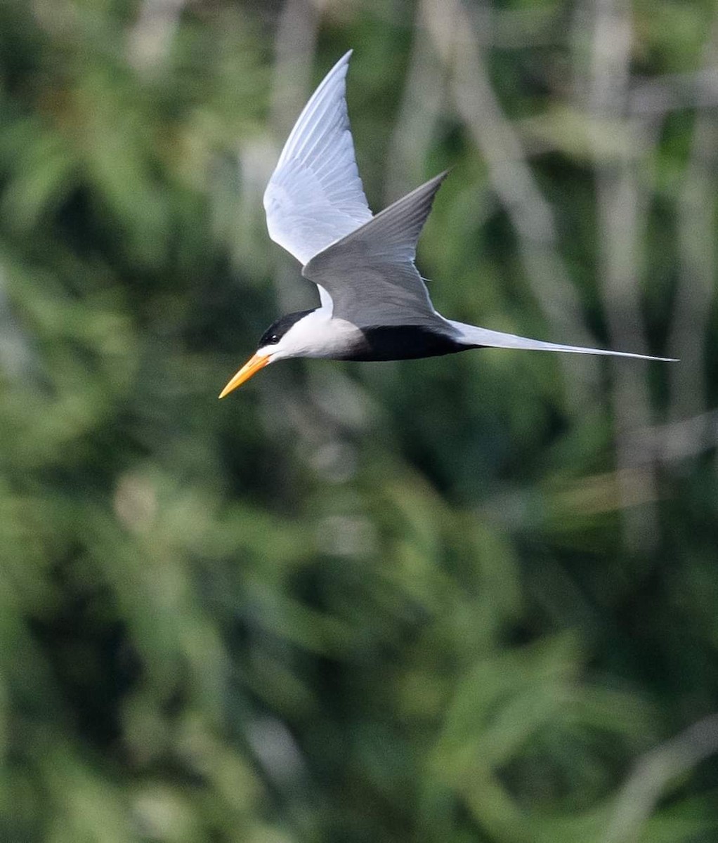 Black-bellied Tern - ML622061267