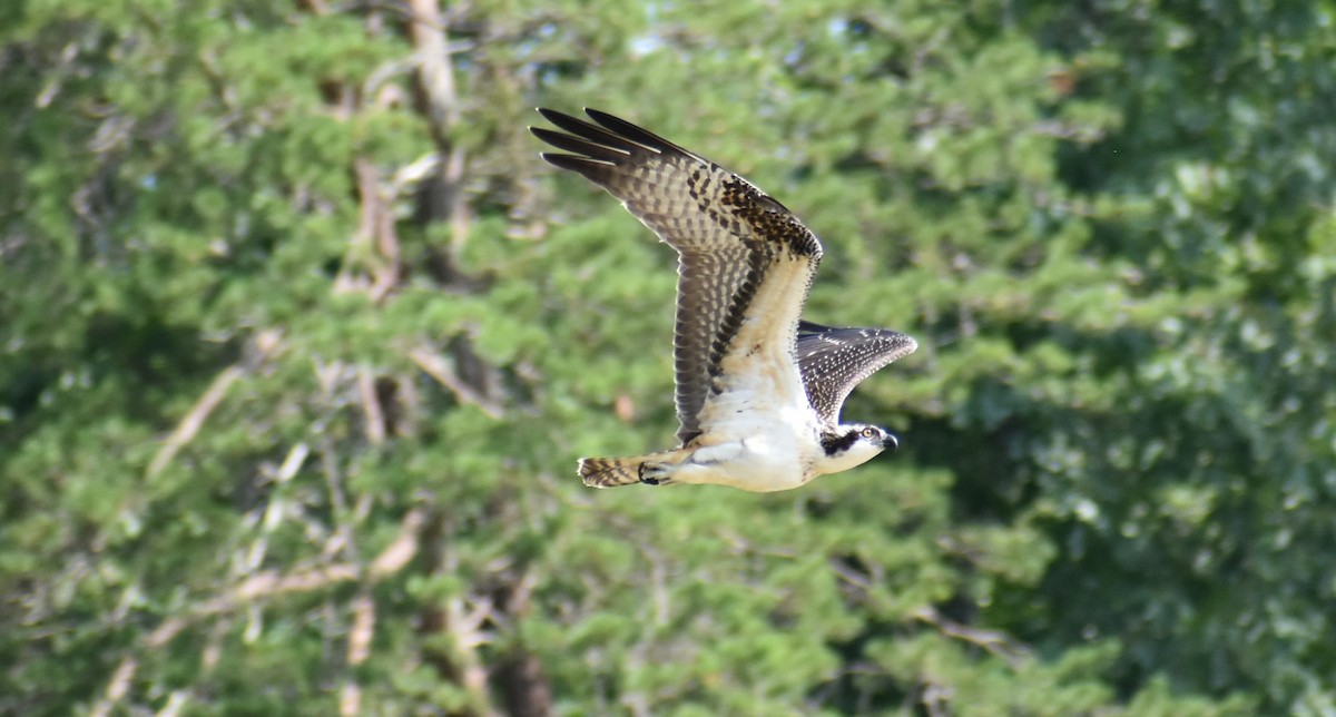 Águila Pescadora - ML622061317