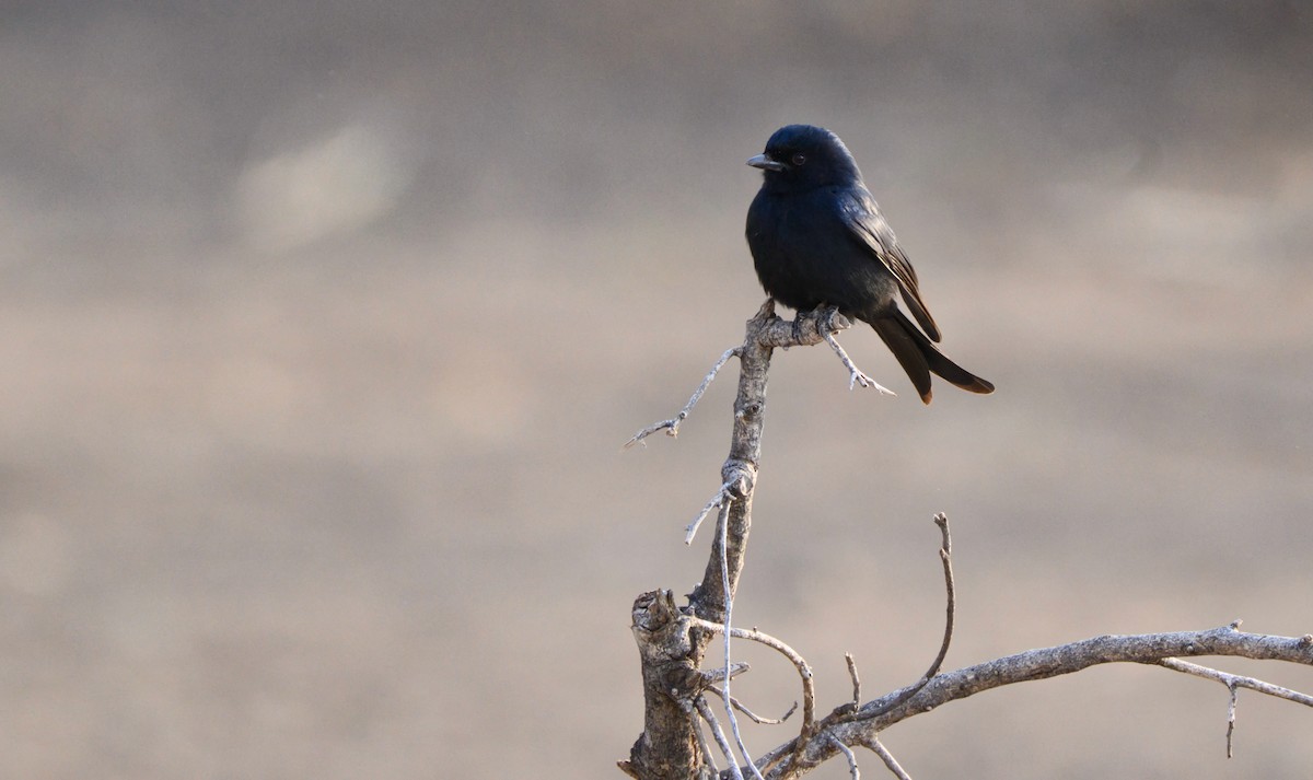 Drongo Ahorquillado - ML622061328