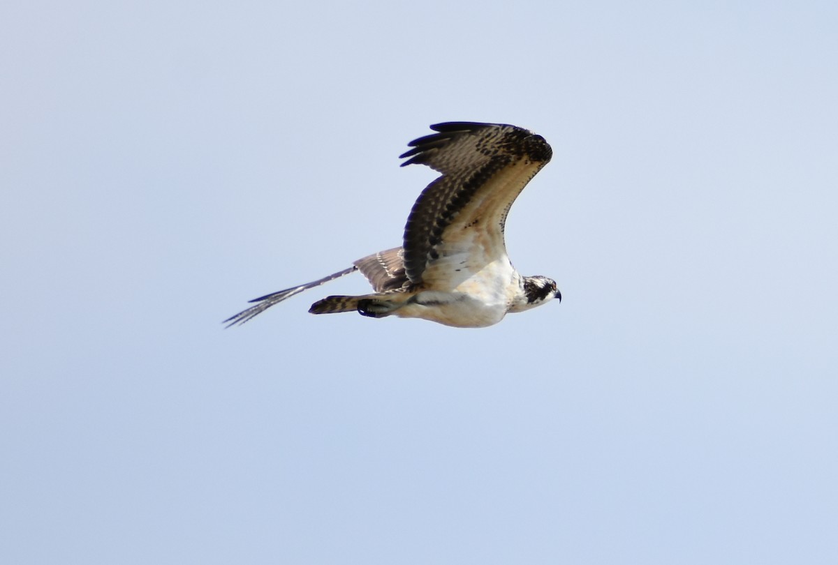 Águila Pescadora - ML622061338