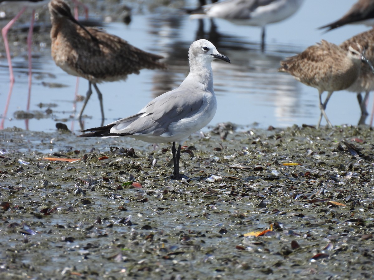 Gaviota Guanaguanare - ML622061339