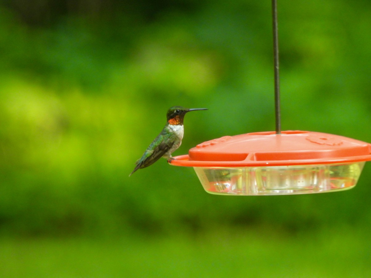 Colibrí Gorjirrubí - ML622061346