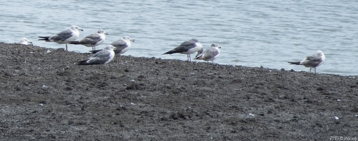 Gaviota/Gavión sp. - ML622061347