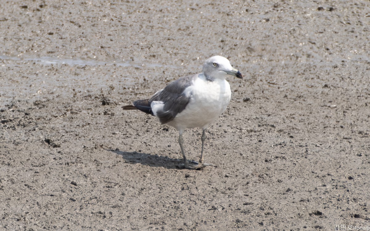 Gaviota/Gavión sp. - ML622061348