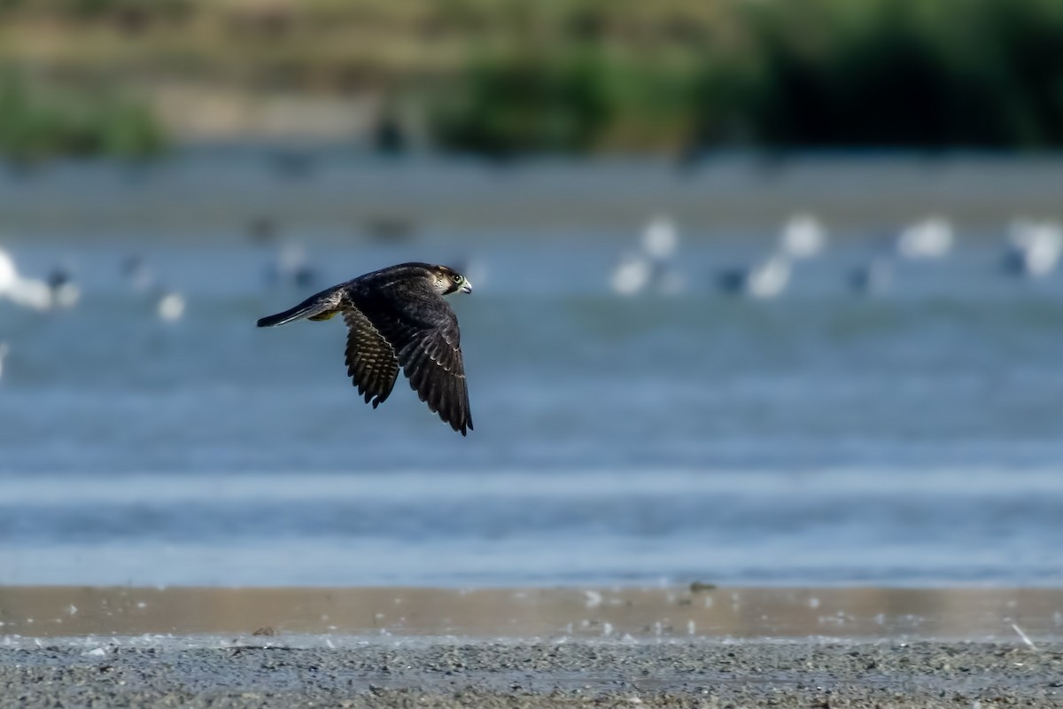 Halcón Peregrino - ML622061349