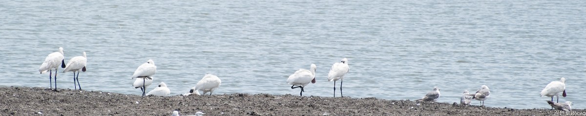 Black-faced Spoonbill - Min-Ho Kim