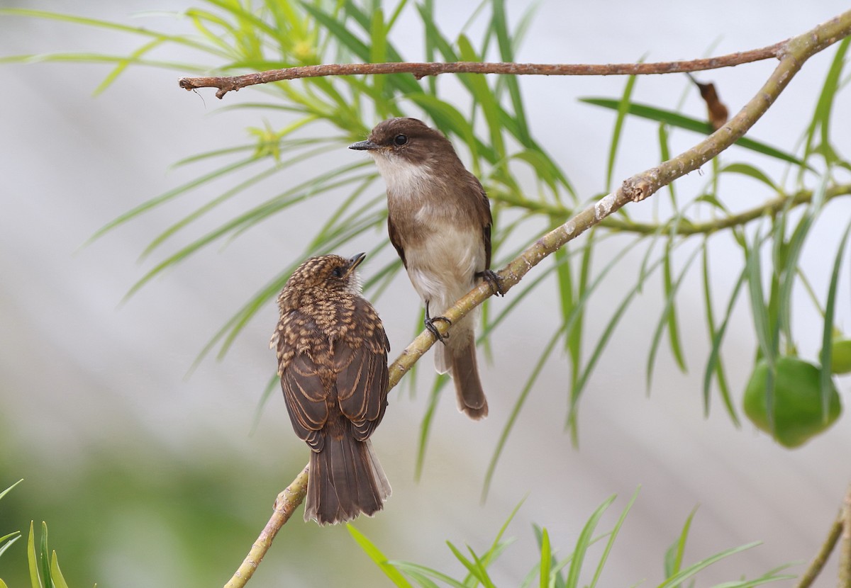 Swamp Flycatcher - Neil Osborne