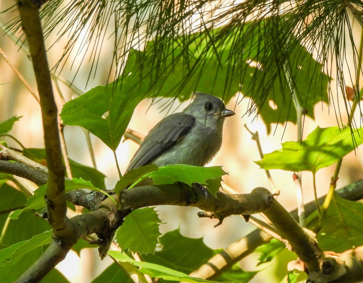 Herrerillo Bicolor - ML622061360